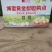 河南南阳黄金梨大量，供应商，代收代发诚信为本、质量保证