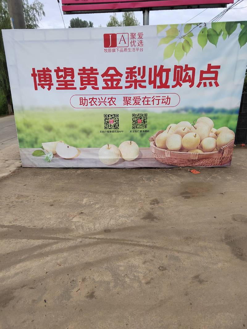 河南南阳黄金梨大量，供应商，代收代发诚信为本、质量保证