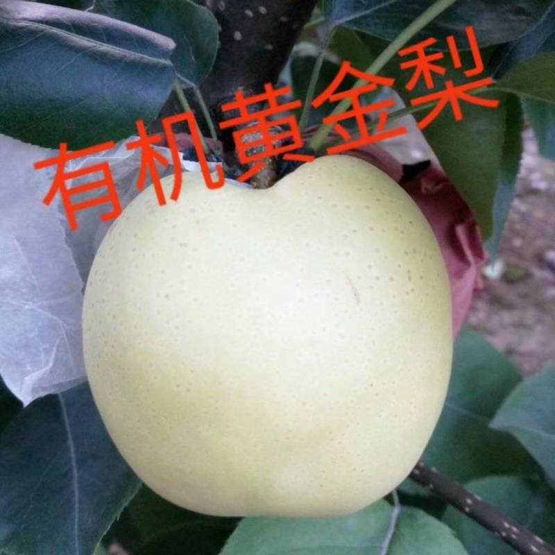 河南南阳黄金梨大量，供应商，代收代发诚信为本、质量保证