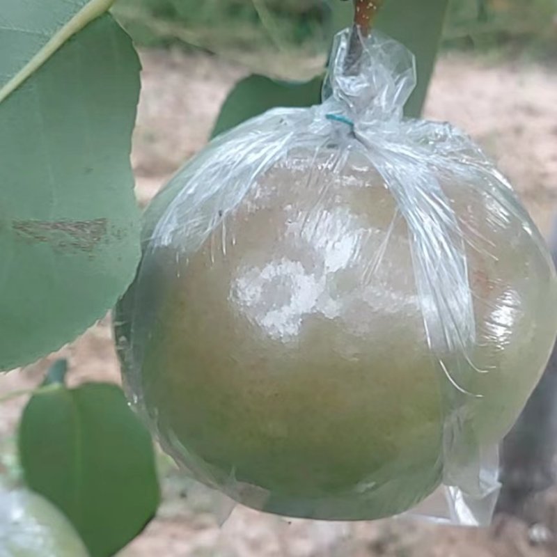 玉露香梨，水份大，口感甜，还有老板电话咨询。