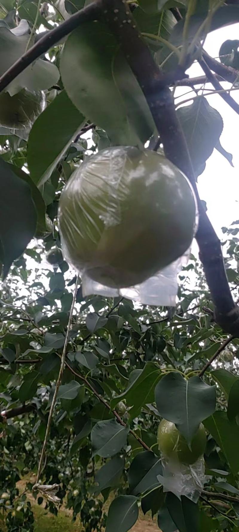 玉露香梨，水份大，口感甜，还有老板电话咨询。