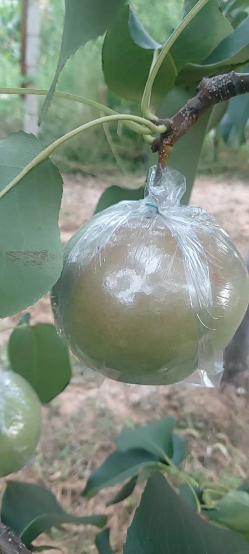 玉露香梨，水份大，口感甜，还有老板电话咨询。