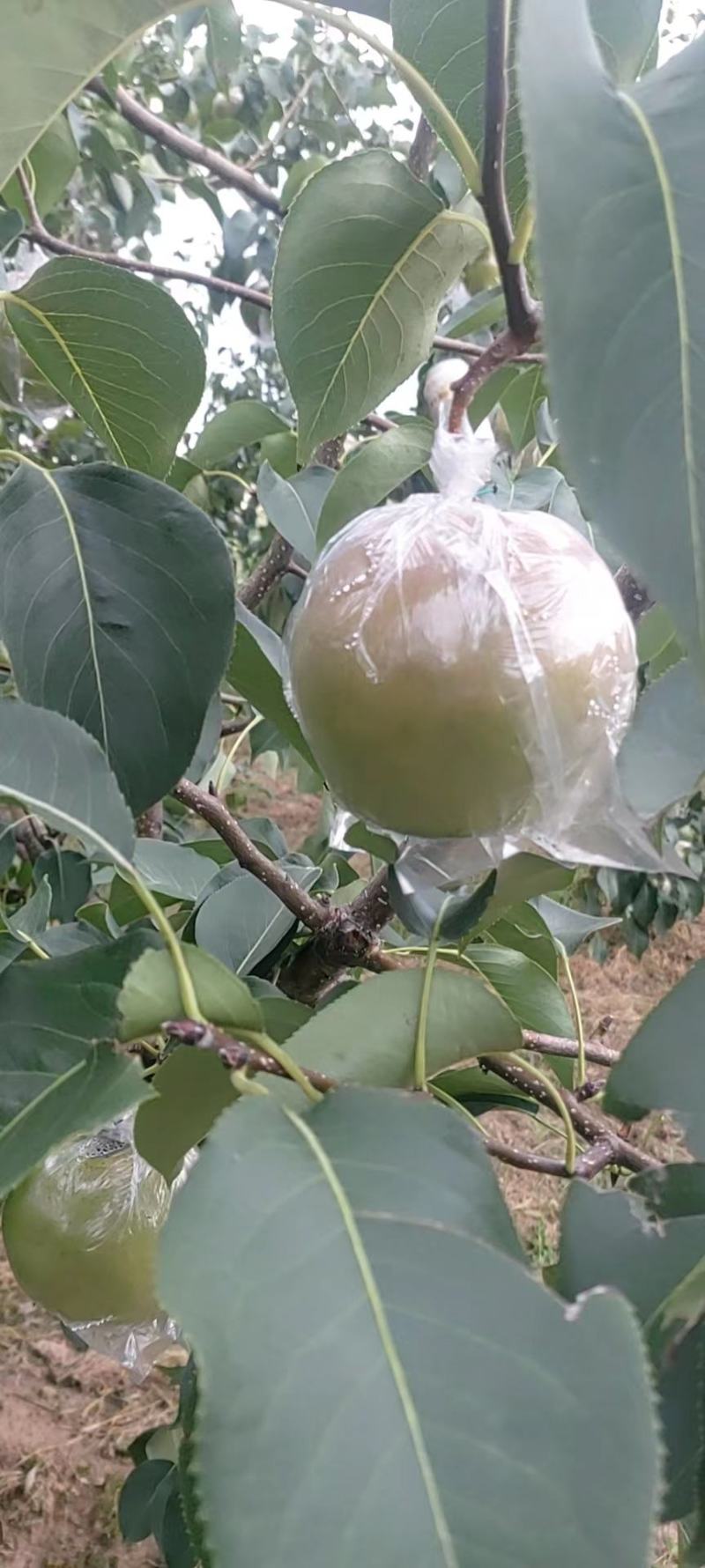玉露香梨，水份大，口感甜，还有老板电话咨询。