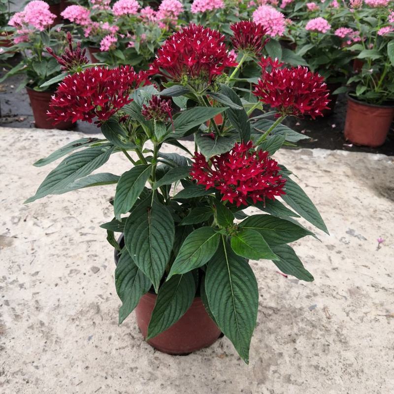 五星花繁星花盆栽阳台庭院四季开花植物花园造景工程绿植