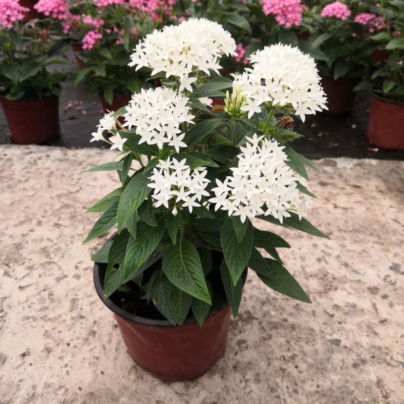 五星花繁星花盆栽阳台庭院四季开花植物花园造景工程绿植