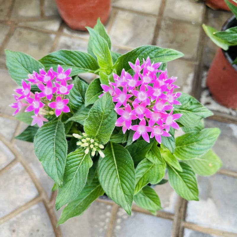 五星花繁星花盆栽阳台庭院四季开花植物花园造景工程绿植