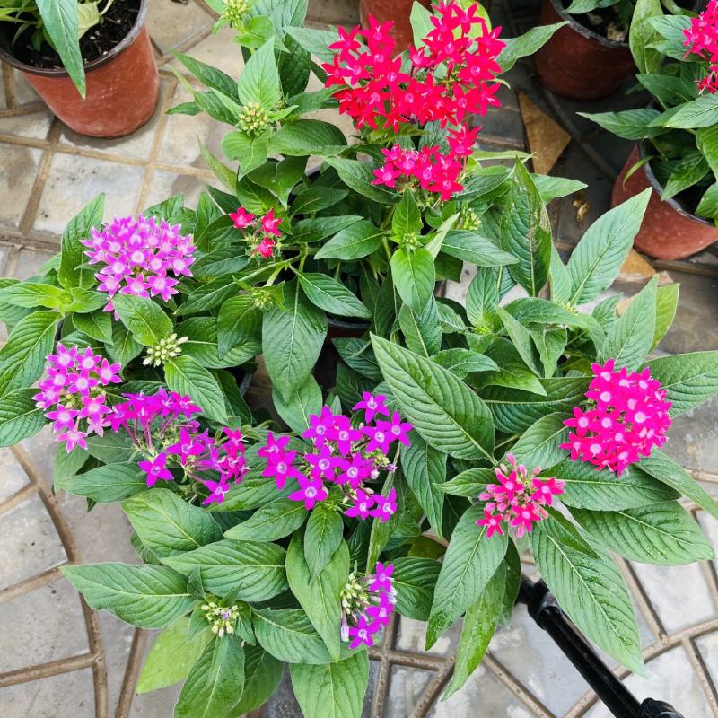 五星花繁星花盆栽阳台庭院四季开花植物花园造景工程绿植