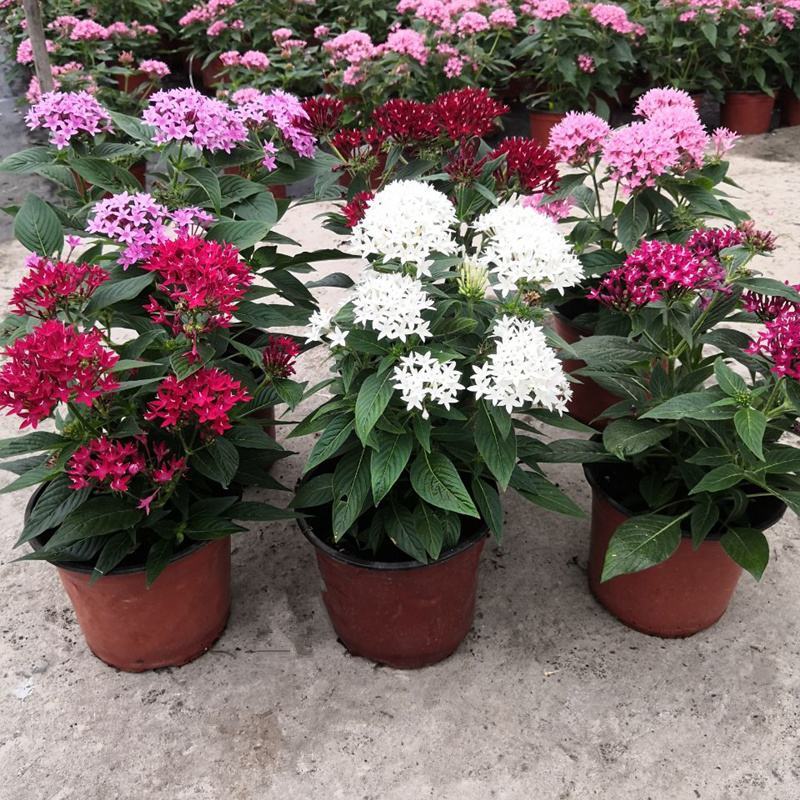 五星花繁星花盆栽阳台庭院四季开花植物花园造景工程绿植