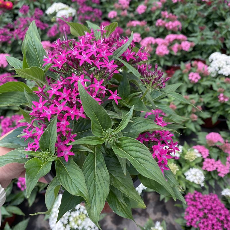 五星花繁星花盆栽阳台庭院四季开花植物花园造景工程绿植
