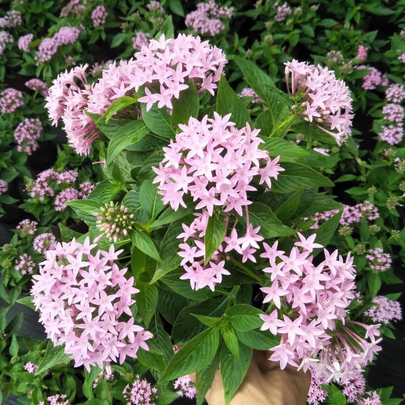五星花繁星花盆栽阳台庭院四季开花植物花园造景工程绿植