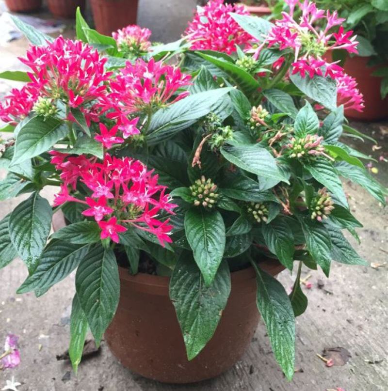 五星花繁星花盆栽阳台庭院四季开花植物花园造景工程绿植