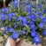四季开花蓝星花耐热耐高温阳台庭院花卉容易养的观花盆栽