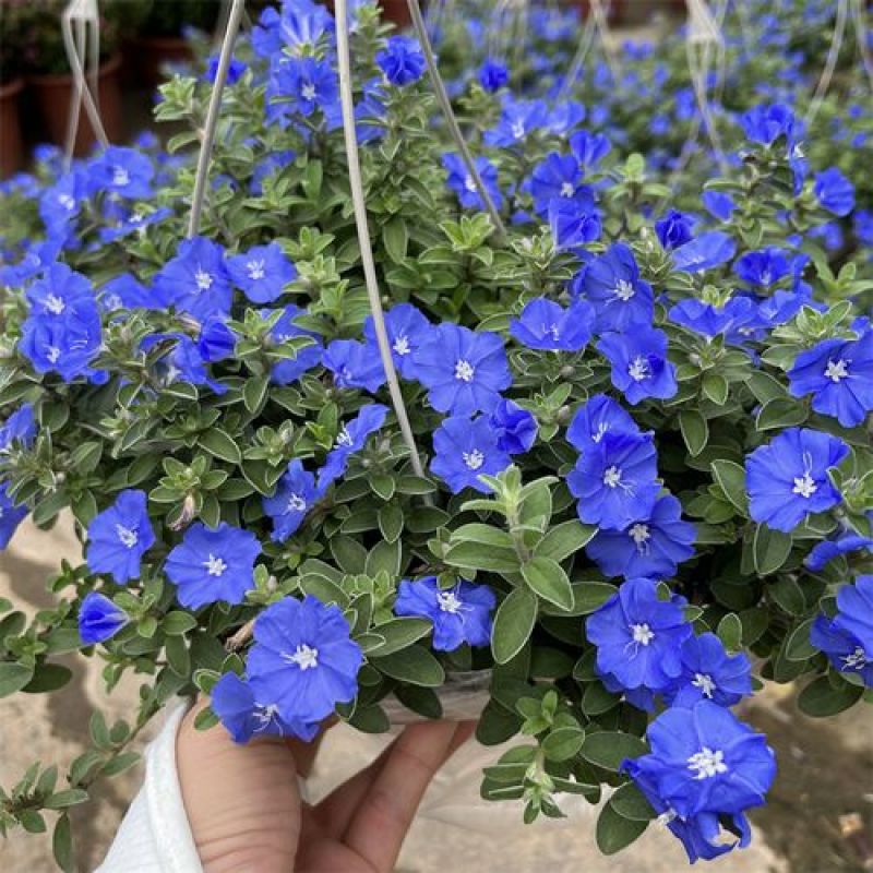 四季开花蓝星花耐热耐高温阳台庭院花卉容易养的观花盆栽