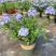 四季开花蓝星花耐热耐高温阳台庭院花卉容易养的观花盆栽