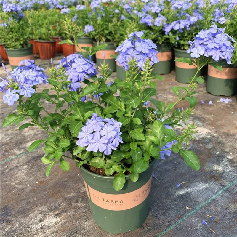 四季开花蓝星花耐热耐高温阳台庭院花卉容易养的观花盆栽