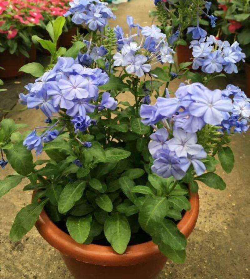 四季开花蓝星花耐热耐高温阳台庭院花卉容易养的观花盆栽