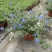 四季开花蓝星花耐热耐高温阳台庭院花卉容易养的观花盆栽