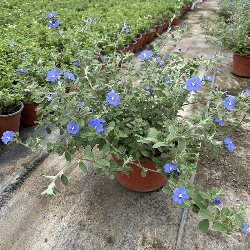 四季开花蓝星花耐热耐高温阳台庭院花卉容易养的观花盆栽