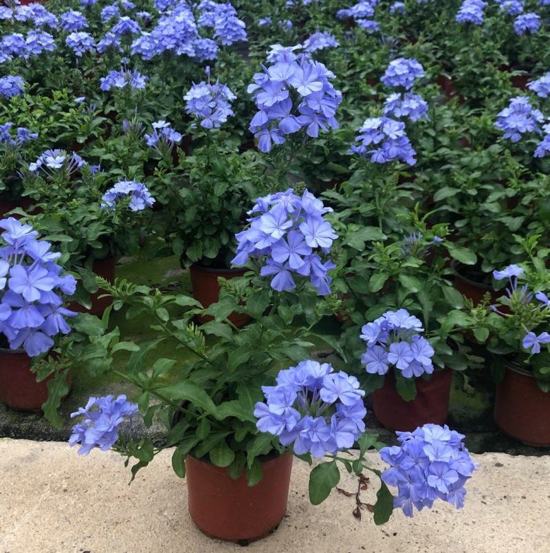 四季开花蓝星花耐热耐高温阳台庭院花卉容易养的观花盆栽