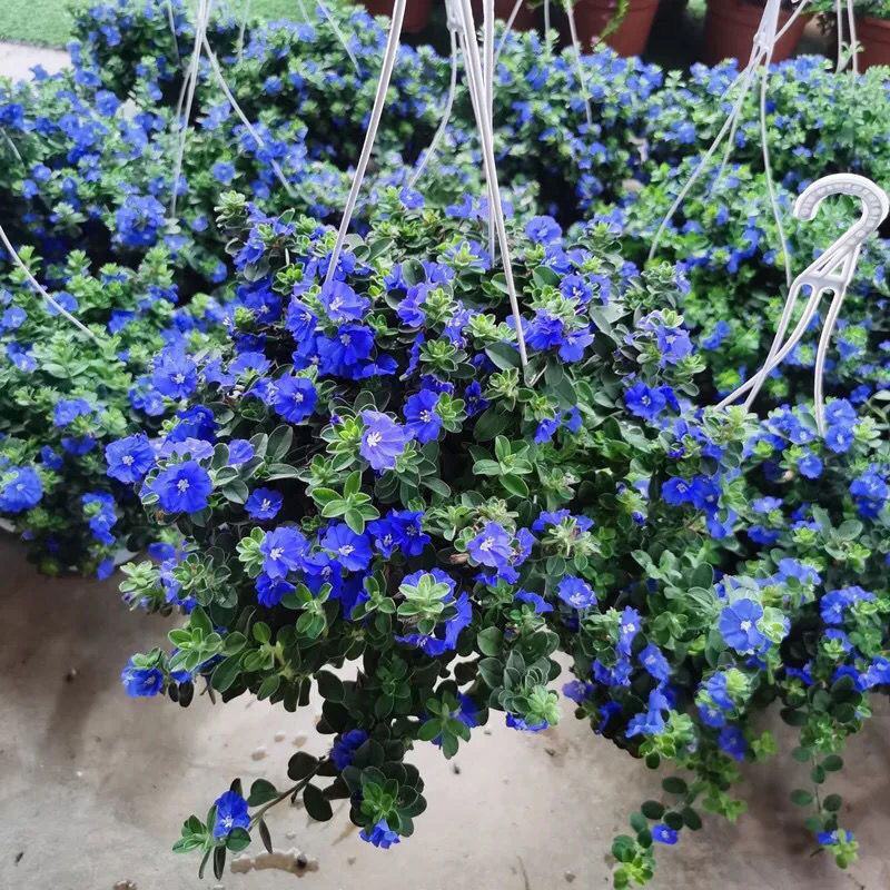四季开花蓝星花耐热耐高温阳台庭院花卉容易养的观花盆栽