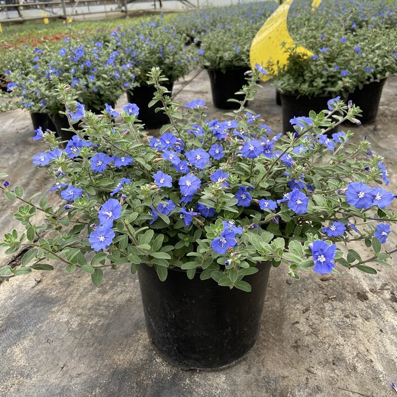 四季开花蓝星花耐热耐高温阳台庭院花卉容易养的观花盆栽