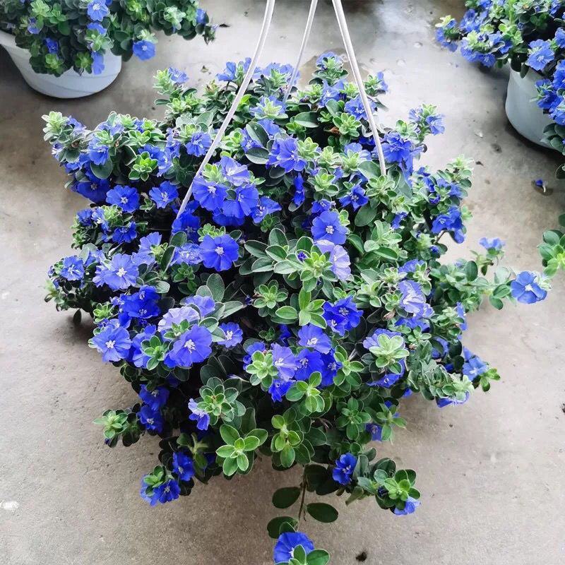 四季开花蓝星花耐热耐高温阳台庭院花卉容易养的观花盆栽