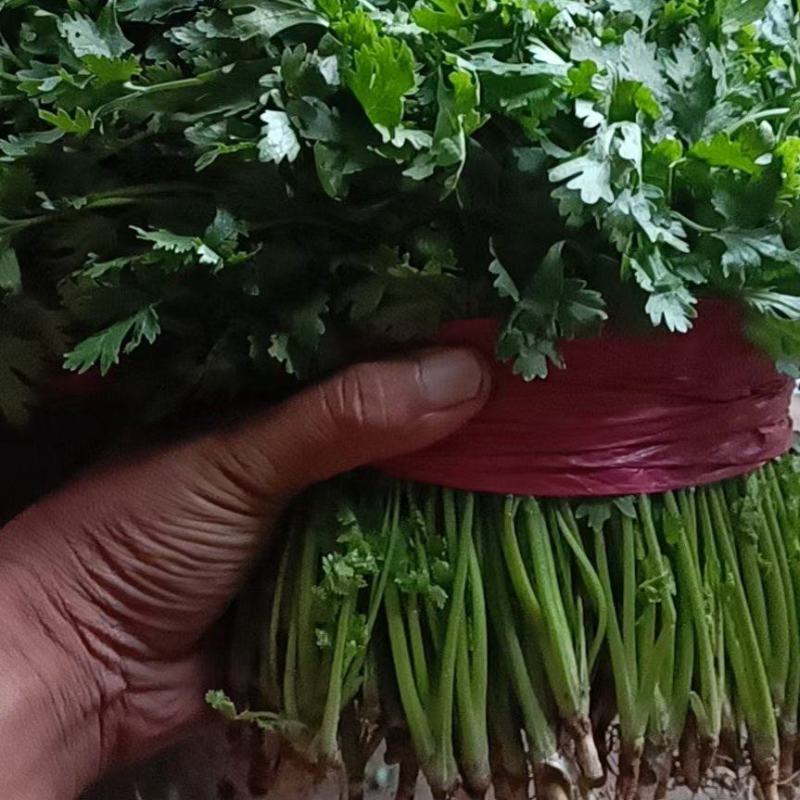 香菜