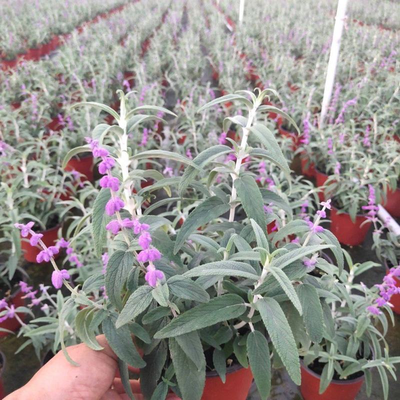 墨西哥鼠尾草精品花苗盆栽多年生阳台庭院四季开花好养活花卉
