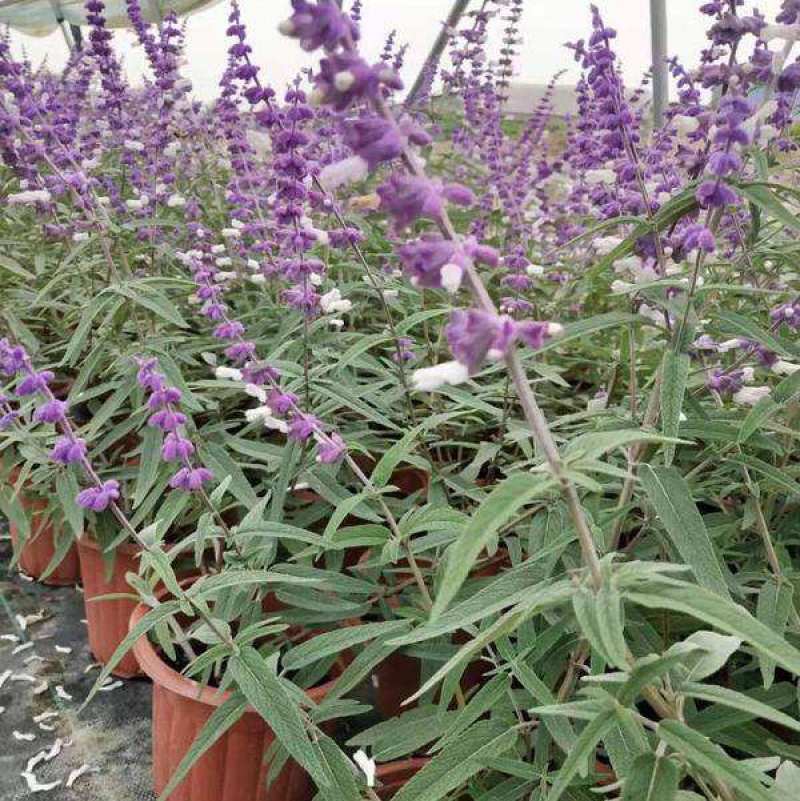 墨西哥鼠尾草精品花苗盆栽多年生阳台庭院四季开花好养活花卉