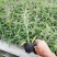 墨西哥鼠尾草精品花苗盆栽多年生阳台庭院四季开花好养活花卉