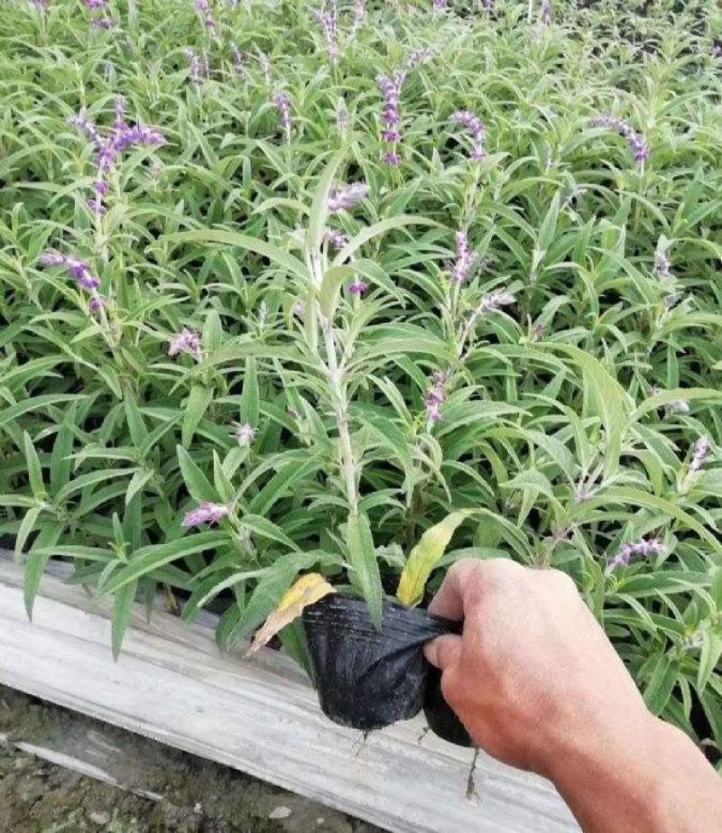 墨西哥鼠尾草精品花苗盆栽多年生阳台庭院四季开花好养活花卉