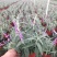 墨西哥鼠尾草精品花苗盆栽多年生阳台庭院四季开花好养活花卉