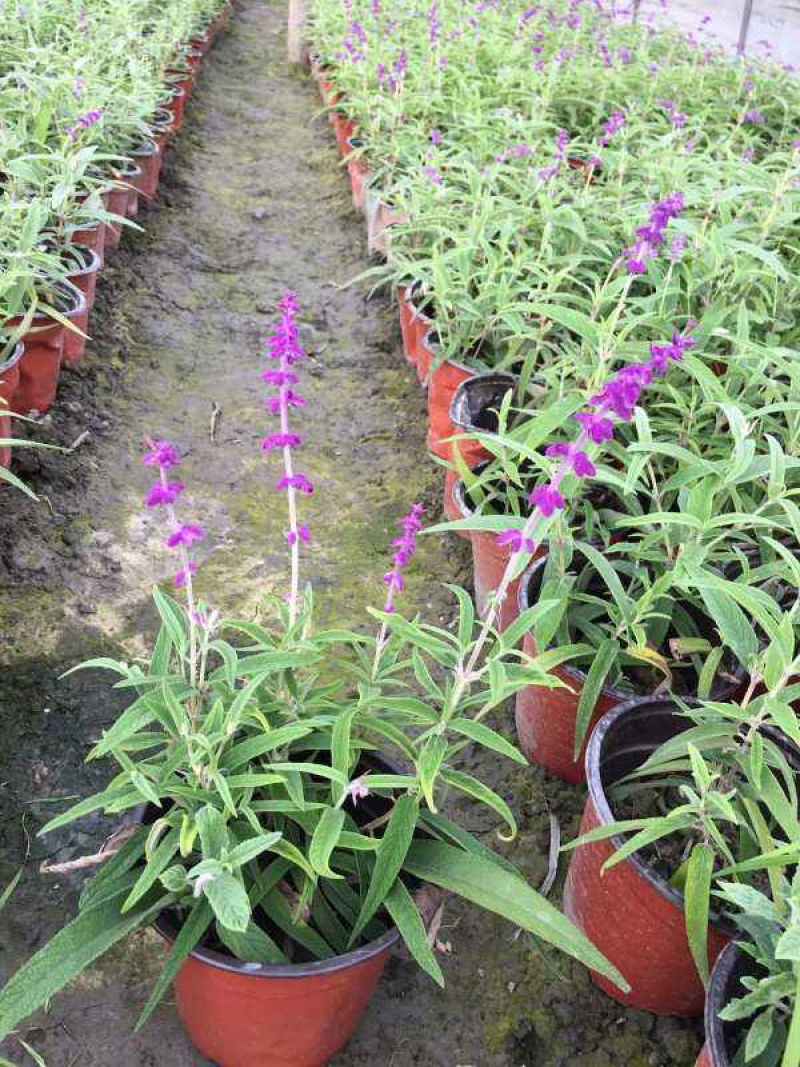 墨西哥鼠尾草精品花苗盆栽多年生阳台庭院四季开花好养活花卉