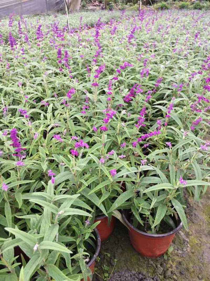 墨西哥鼠尾草精品花苗盆栽多年生阳台庭院四季开花好养活花卉