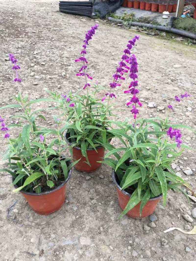 墨西哥鼠尾草精品花苗盆栽多年生阳台庭院四季开花好养活花卉