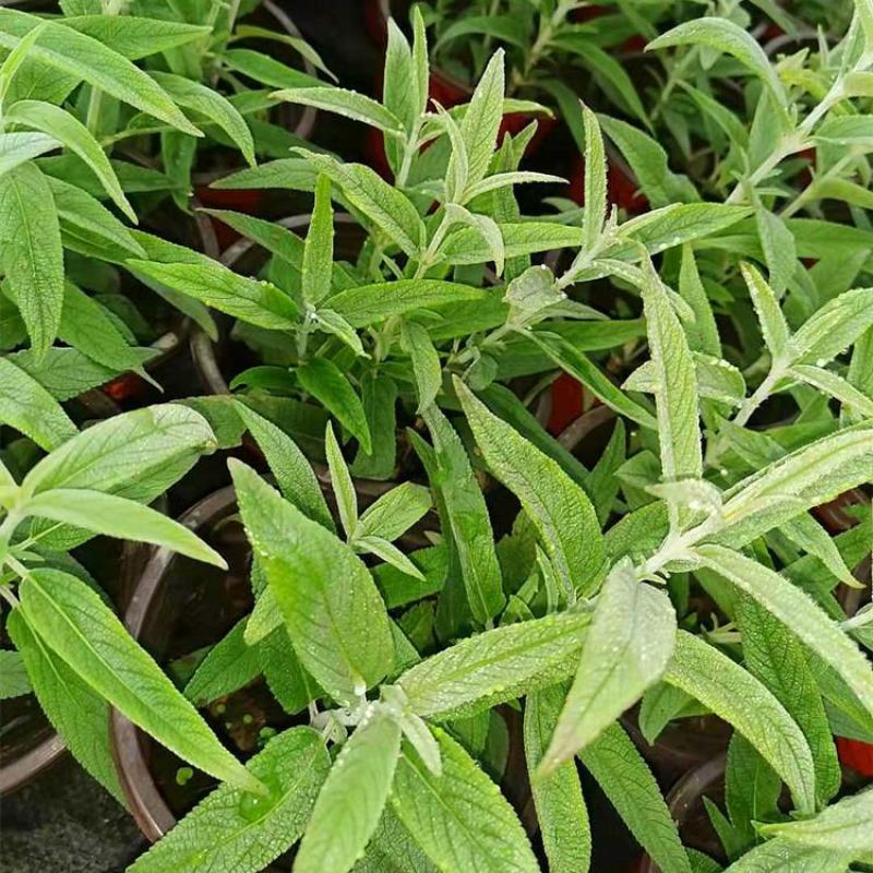 墨西哥鼠尾草精品花苗盆栽多年生阳台庭院四季开花好养活花卉