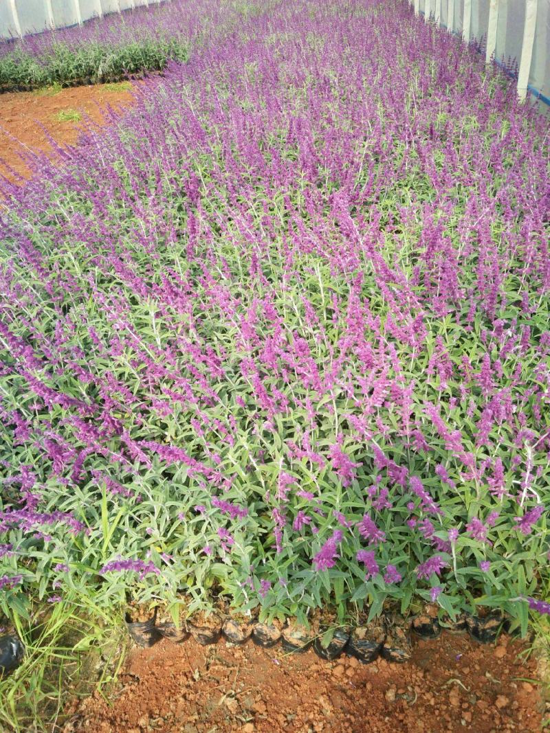 墨西哥鼠尾草精品花苗盆栽多年生阳台庭院四季开花好养活花卉