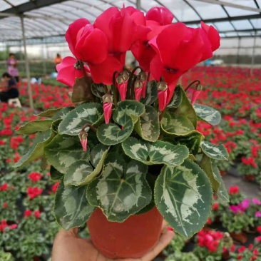 新品仙客来盆栽带花带花苞好养室内花卉四季花阳台盆栽