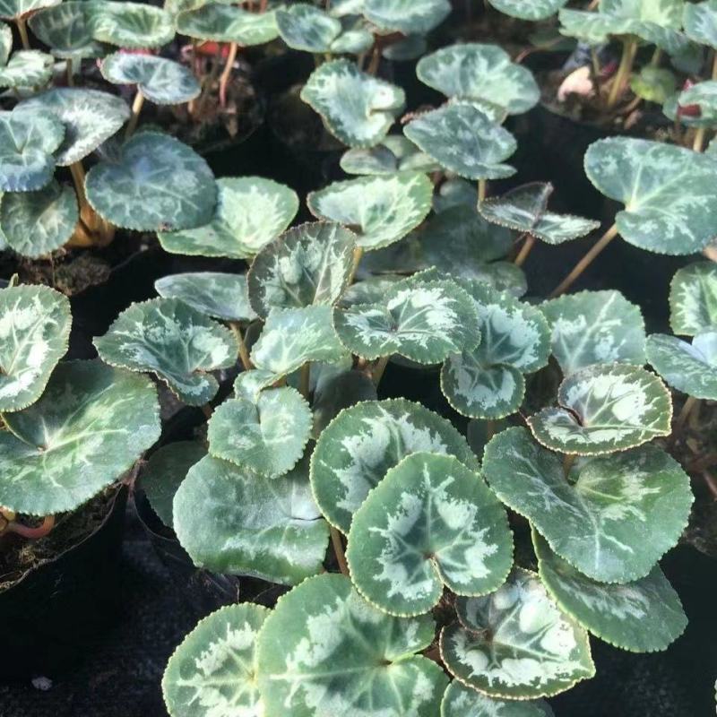 新品仙客来盆栽带花带花苞好养室内花卉四季花阳台盆栽