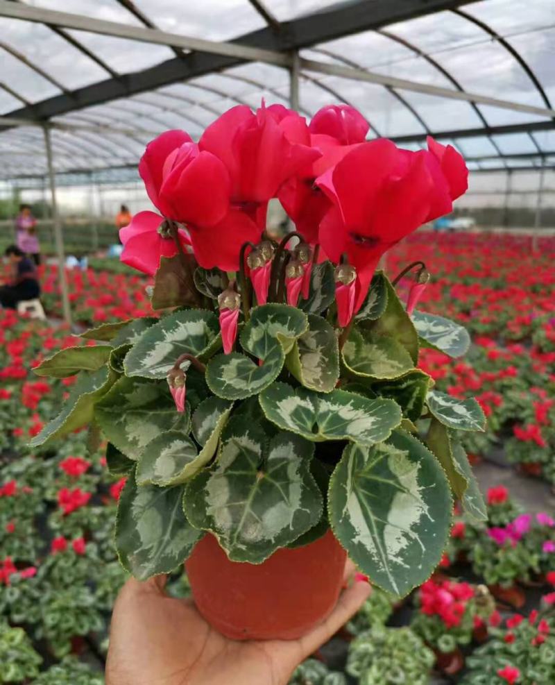新品仙客来盆栽带花带花苞好养室内花卉四季花阳台盆栽