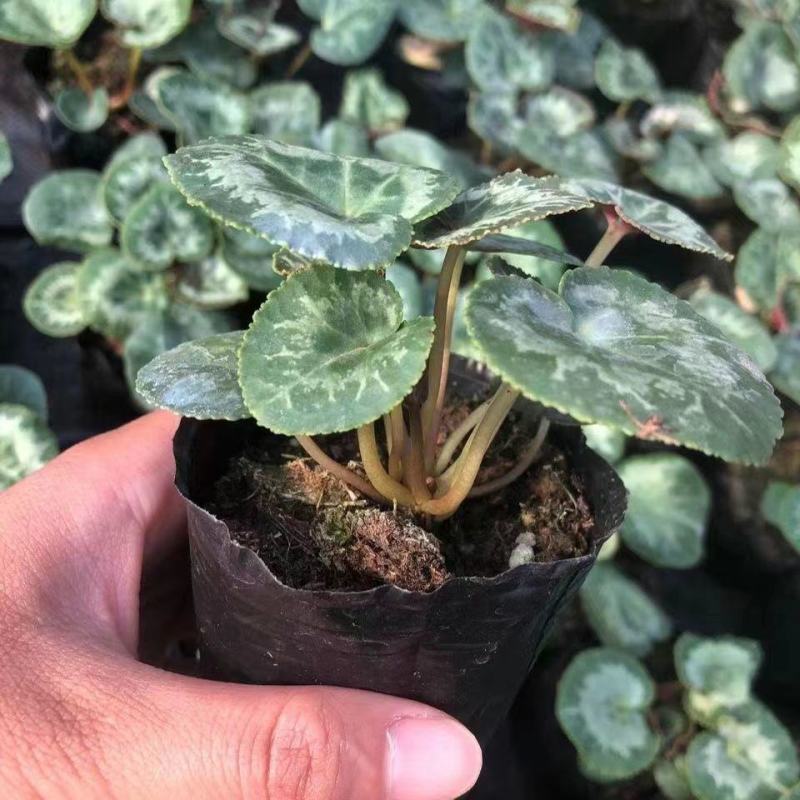 新品仙客来盆栽带花带花苞好养室内花卉四季花阳台盆栽