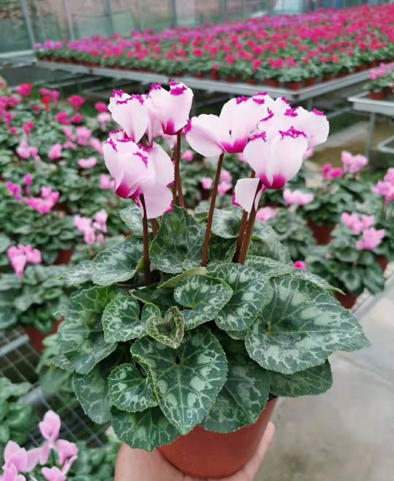 新品仙客来盆栽带花带花苞好养室内花卉四季花阳台盆栽