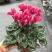 新品仙客来盆栽带花带花苞好养室内花卉四季花阳台盆栽