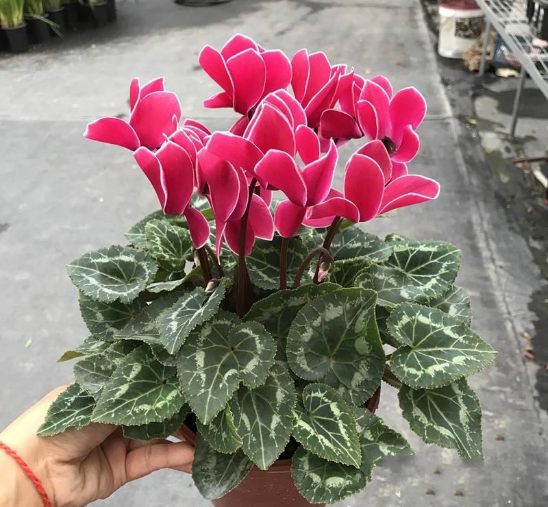 新品仙客来盆栽带花带花苞好养室内花卉四季花阳台盆栽