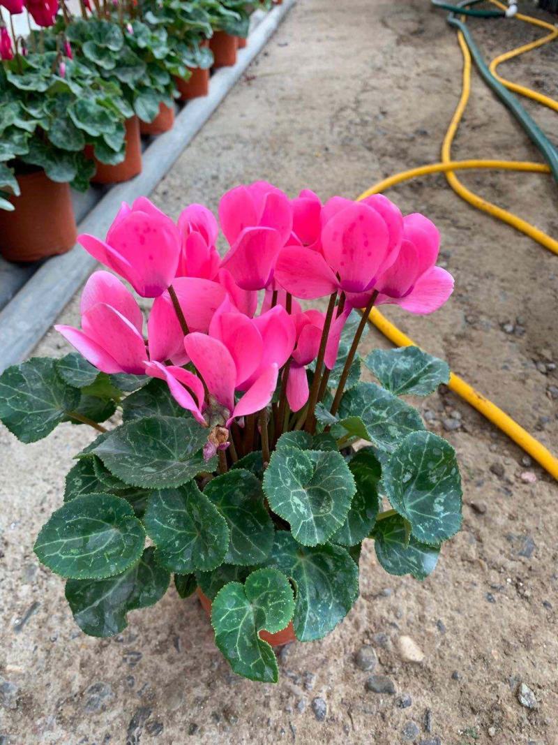 新品仙客来盆栽带花带花苞好养室内花卉四季花阳台盆栽