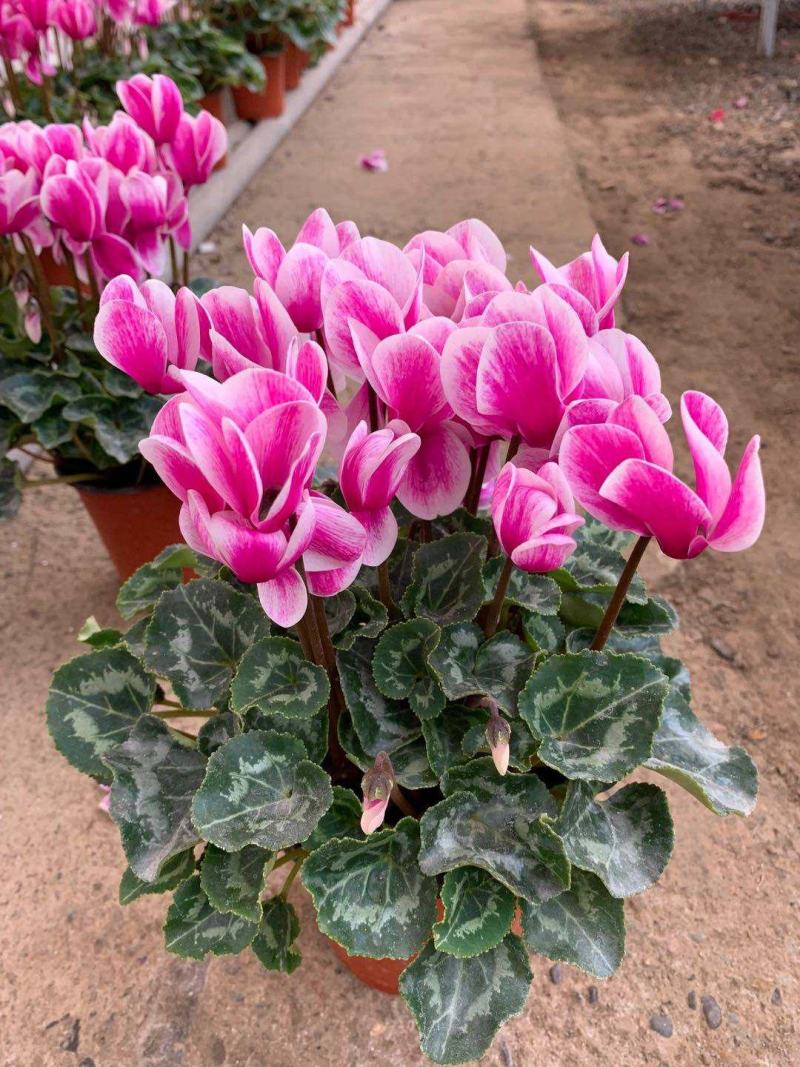 新品仙客来盆栽带花带花苞好养室内花卉四季花阳台盆栽