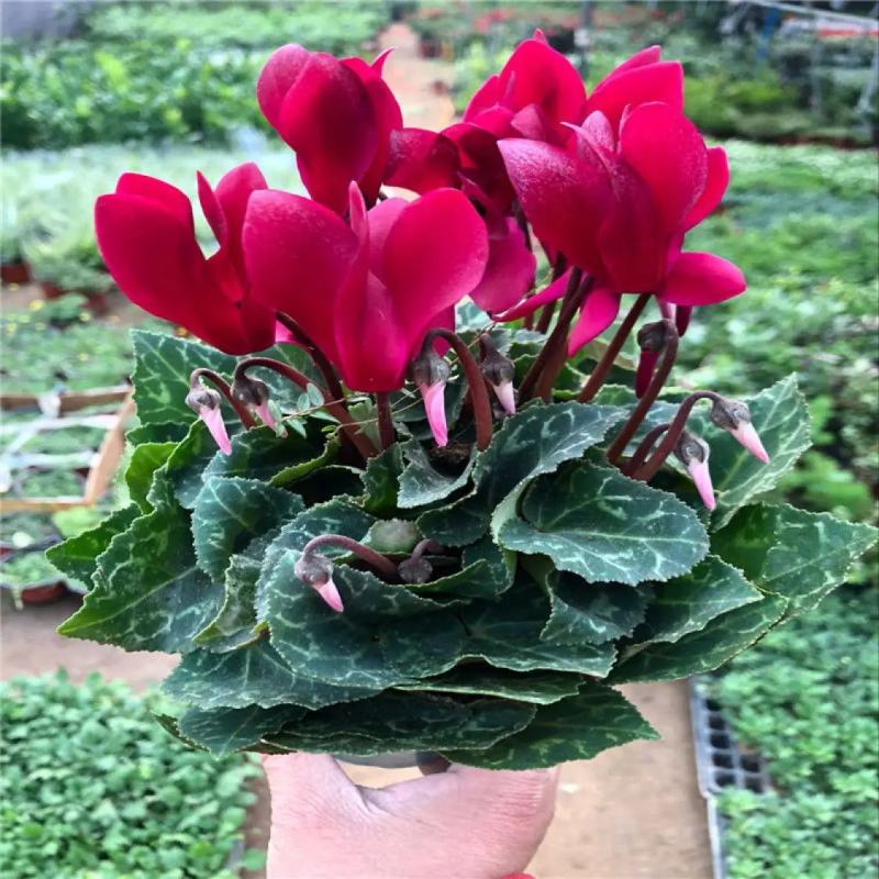 新品仙客来盆栽带花带花苞好养室内花卉四季花阳台盆栽