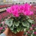 新品仙客来盆栽带花带花苞好养室内花卉四季花阳台盆栽
