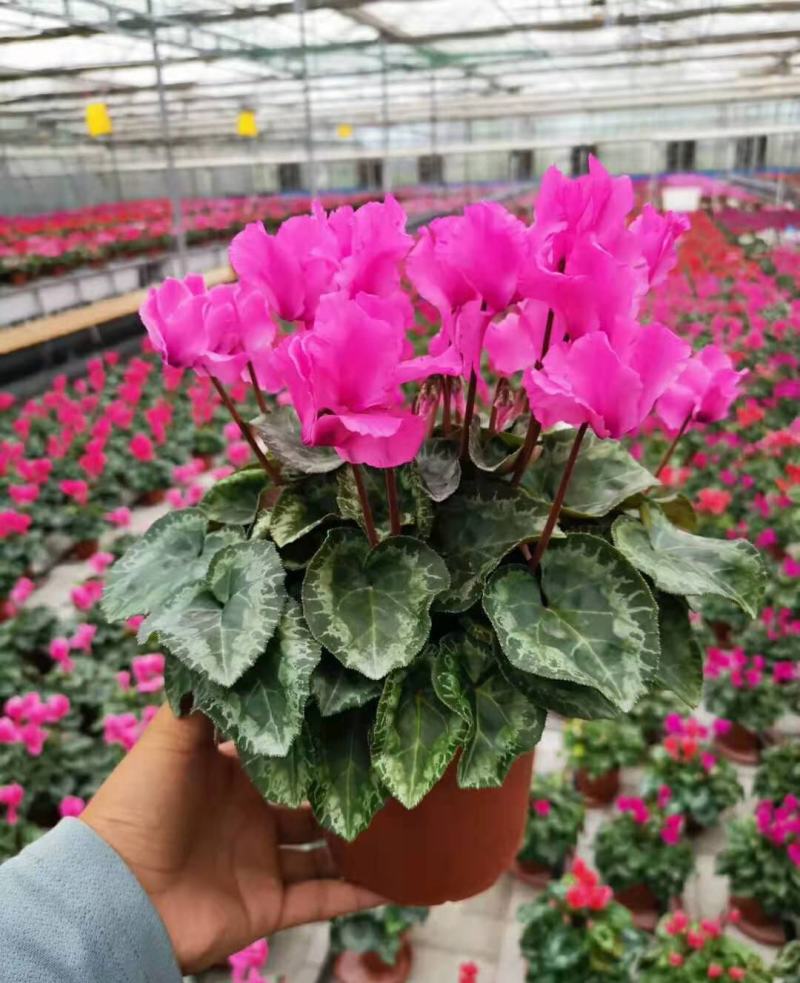 新品仙客来盆栽带花带花苞好养室内花卉四季花阳台盆栽