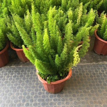 狐尾天门冬盆栽植物庭院花园柜台绿植四季常绿四季好养的花